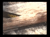 How-To cut a beam out of a log with a chainsaw-rO0CjN0SqNs_xvid.gif