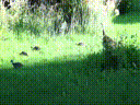 Wild Turkeys in my yard in Twisp - Tristan B Gilbert-10201663889795684_gif_001.gif