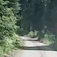 Dennis and I saw a bear while driving.gif