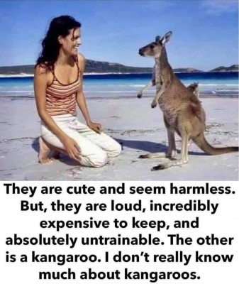 kanggaroo.jpg