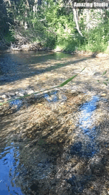 Tristan's Back Yard.gif